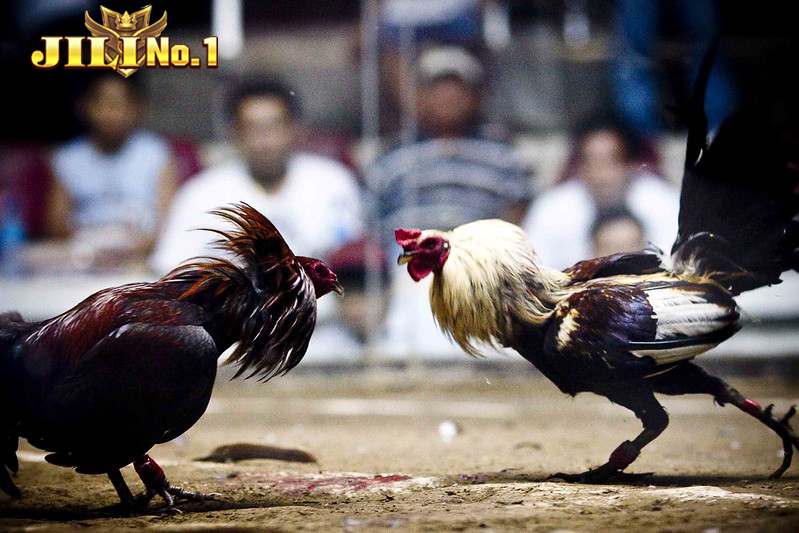 Why is the cockfighting hall of JILINo1 so attractive to players?