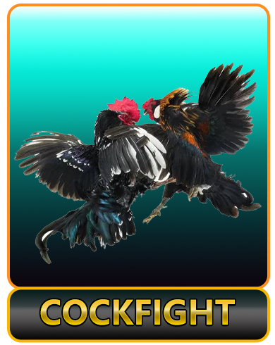 cockfight